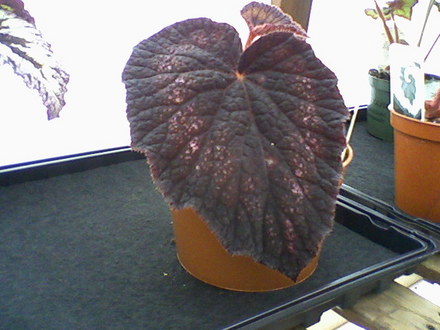 B. ‘Black Knight’